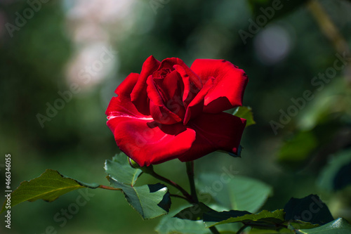 roses close up. macro photo. beautiful flower. white, pink, red rose.