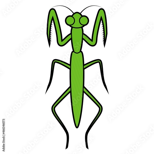 カマキリ
