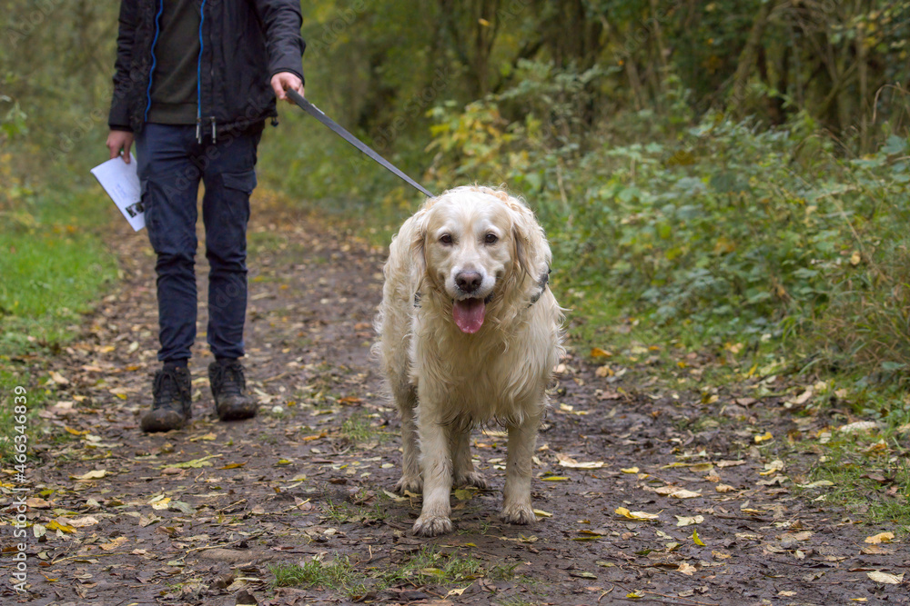Happy golden retriever in the park. Owner walking the dog on a leach in autumn with leaves on the ground