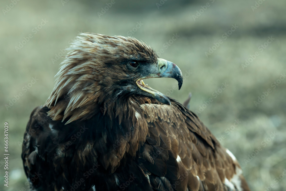 Fototapeta premium Golden eagle, closeup in the steppes of Mongolian Altai.