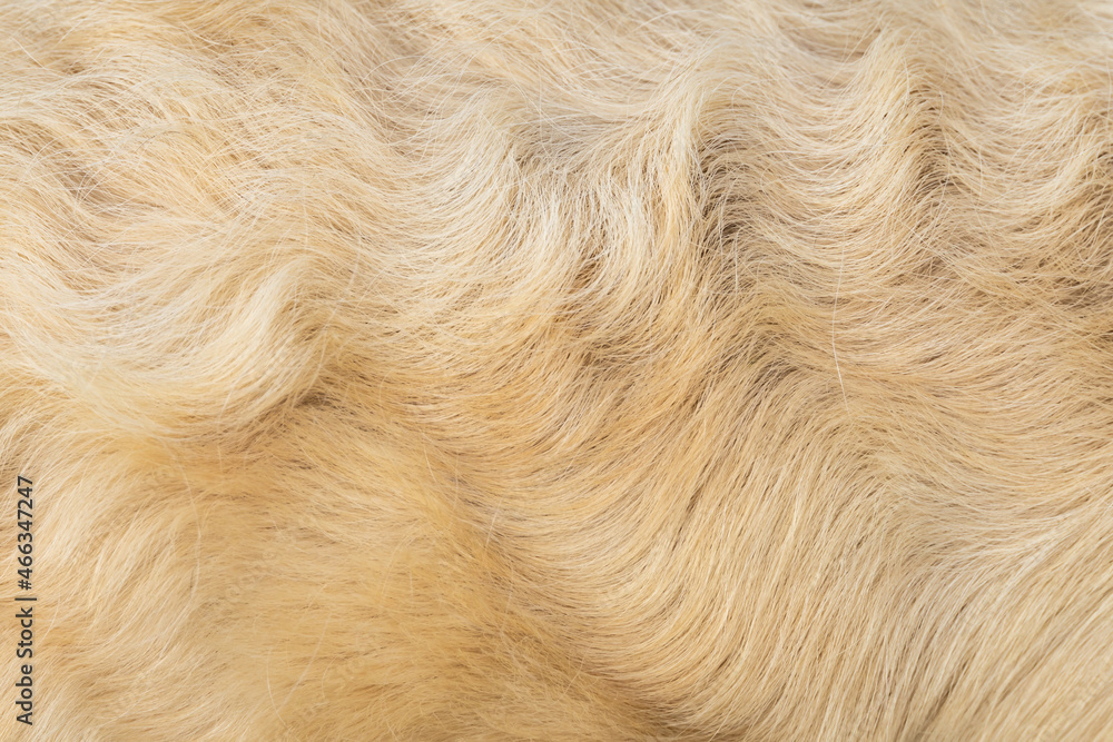 Dog fur from golden retriever Dog fur from golden retriever