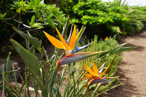 Strelitzia or Paradise bird flower in Tenerife, Canary Islands, Spain