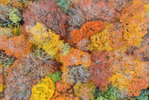 Autumn fall colours in October.