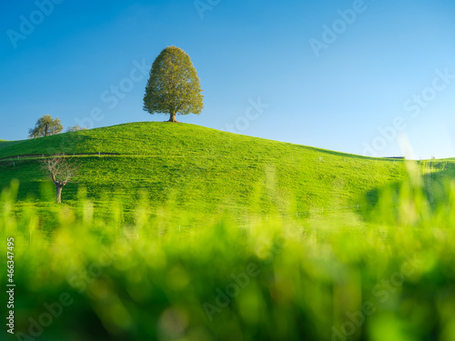Tree on top of the hill. Landscape before sunset. Fields and pastures for ani...