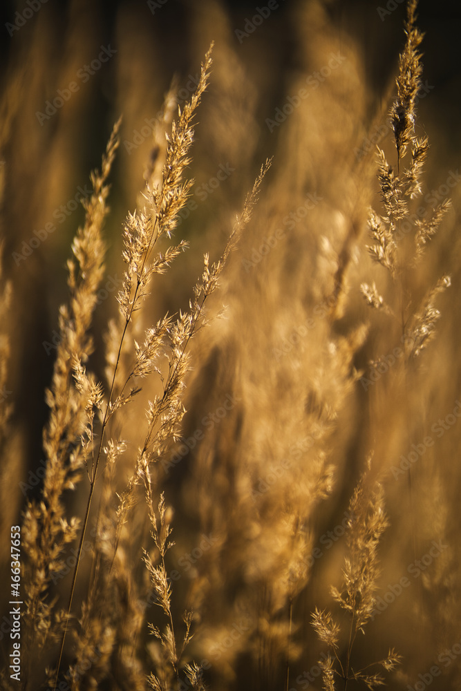 Obraz premium evening grass