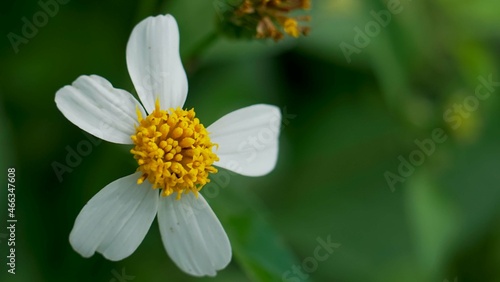 Romerillo flower 