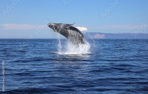 Humpback whale breaching, Catalina Coast, California 