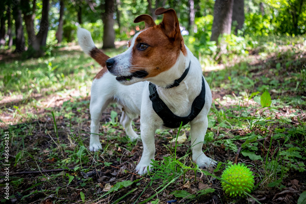 jack russell terrier dog