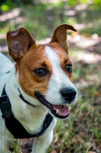 jack russell terrier dog © Мария Найматулина