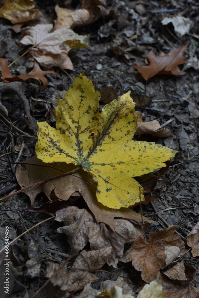 
A yellow tree leaf on the forest floor