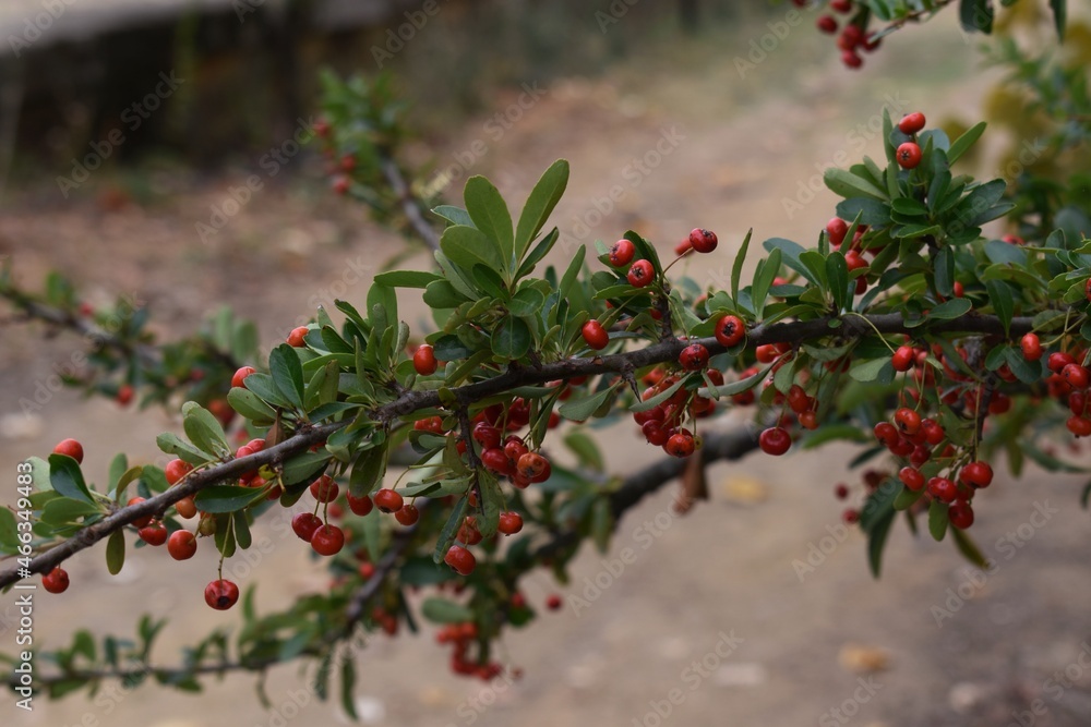 Obraz premium A branch of a bush with berries called Pyrancantha coccinea