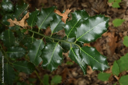 A green branch of a typical Christmas plant called Ilex aquifolium