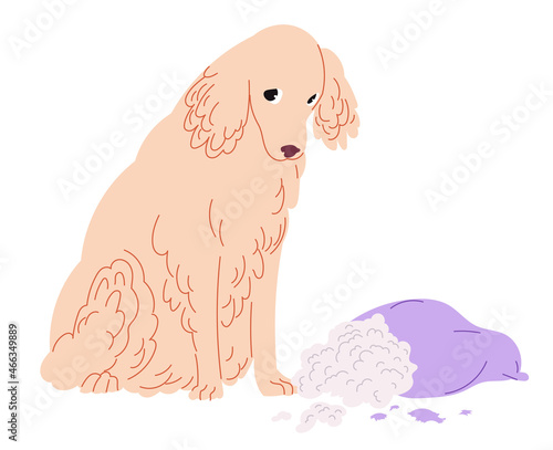Dog tore the pillow. Golden Retriever feels guilty