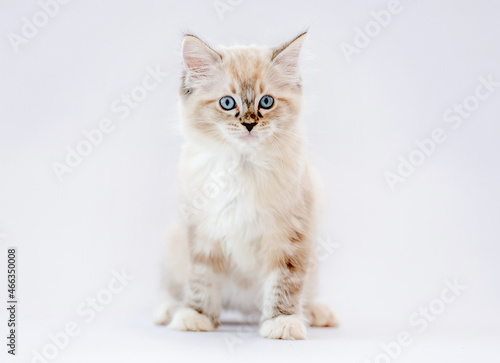 Ragdoll kitten isolated on white background