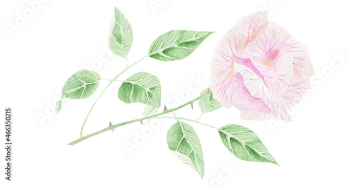Delicate pink rose. Watercolor illustration for congratulations, invitations. © Oksava