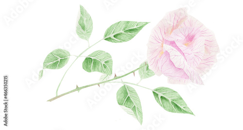 Delicate pink rose. Watercolor illustration for congratulations  invitations.