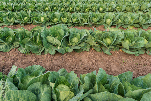 early ripening juicy cabbage planted in rows on a farm field