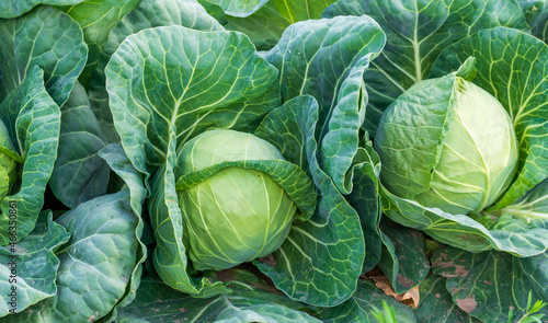 Φωτογραφία head of young green cabbage close-up.