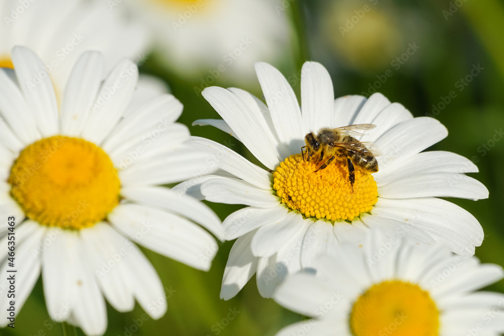 Honey bee collecting pollen on a wildflower Honey bee collecting pollen on a wildflower