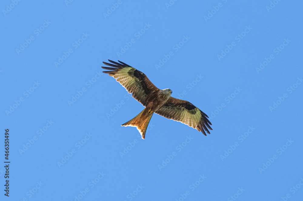 Red kite flying on a clear blue sky Red kite flying on a clear blue sky