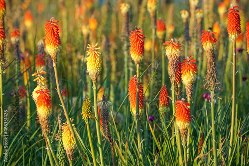 Red hot pokers plants in the garden photo