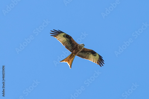 Red kite flying on a clear blue sky