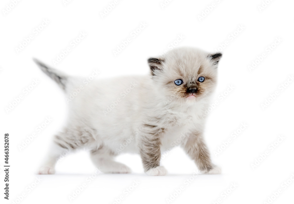 Ragdoll kitten isolated on white background