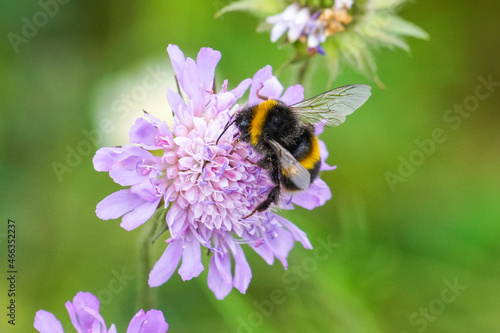 Buff-tailed bumblebee on purple flower in the meadow