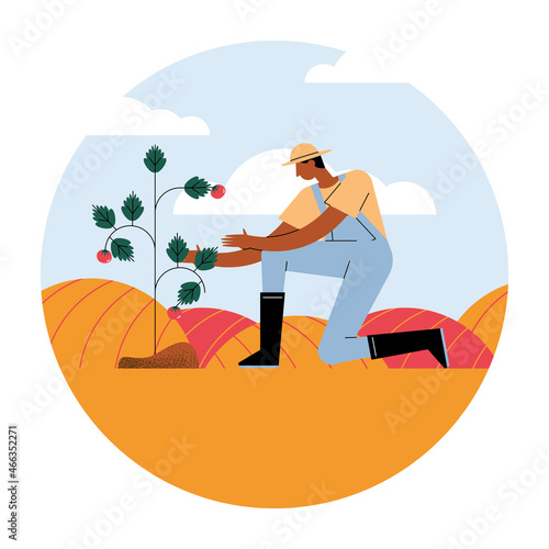 farmer with tomatoes plant