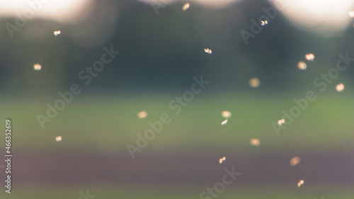 lots of fast flying flies, swarm flying mosquitoes insects outdoors in nature. blurred background