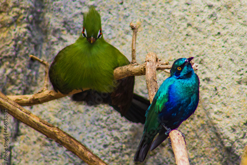 Two birds on a branch