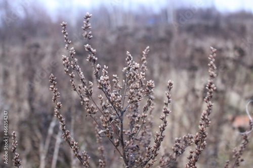 morning in the forest, grass and woods, sandlot, macro photography, nature