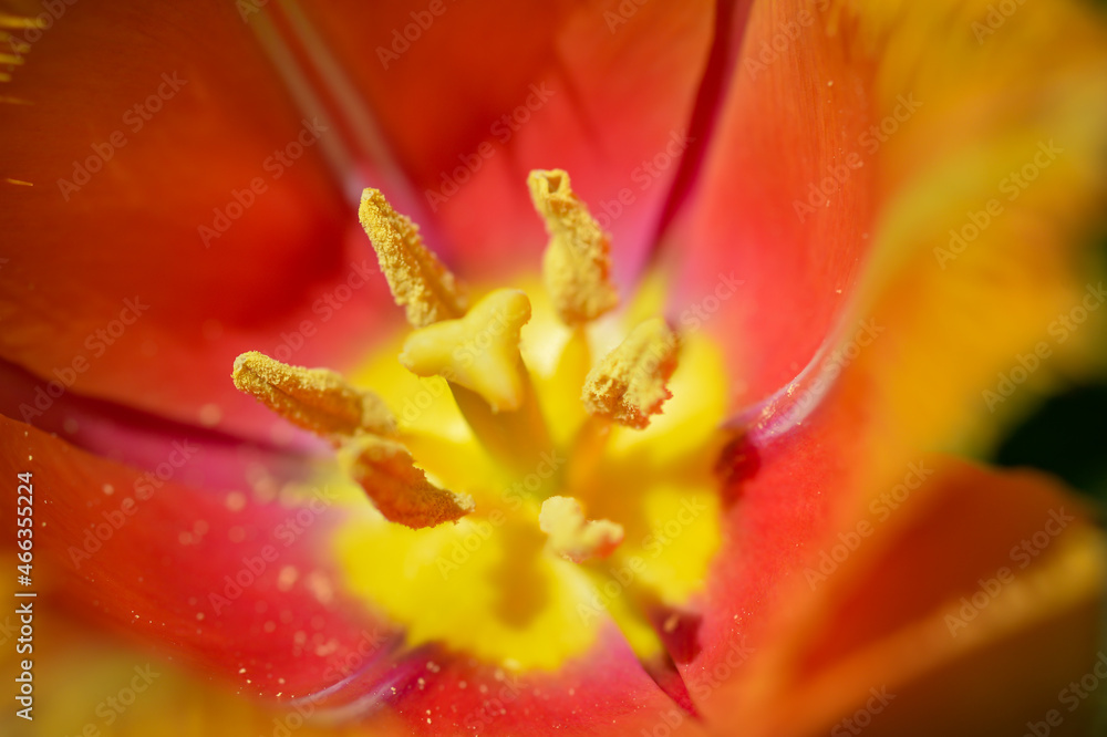 amazing tulip with jagged petals amazing tulip with jagged petals