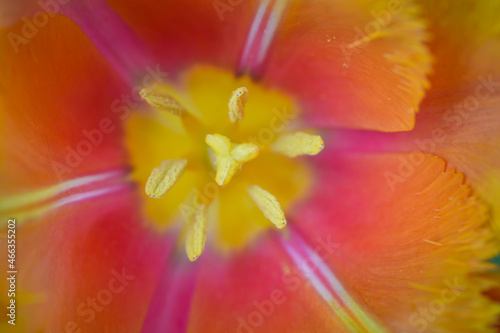 amazing tulip with jagged petals photo