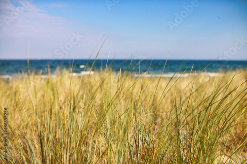 reed on the beach © Vaclav N.