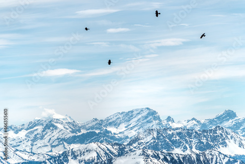 Black birds over snowy mountains for ski and snowboard