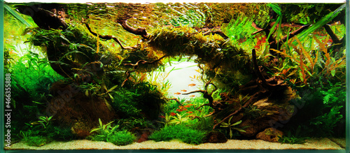 aquascape, aquascaping, hardscape, aquarium, hardmade, natureaquarium, green, nature, plant	
 photo