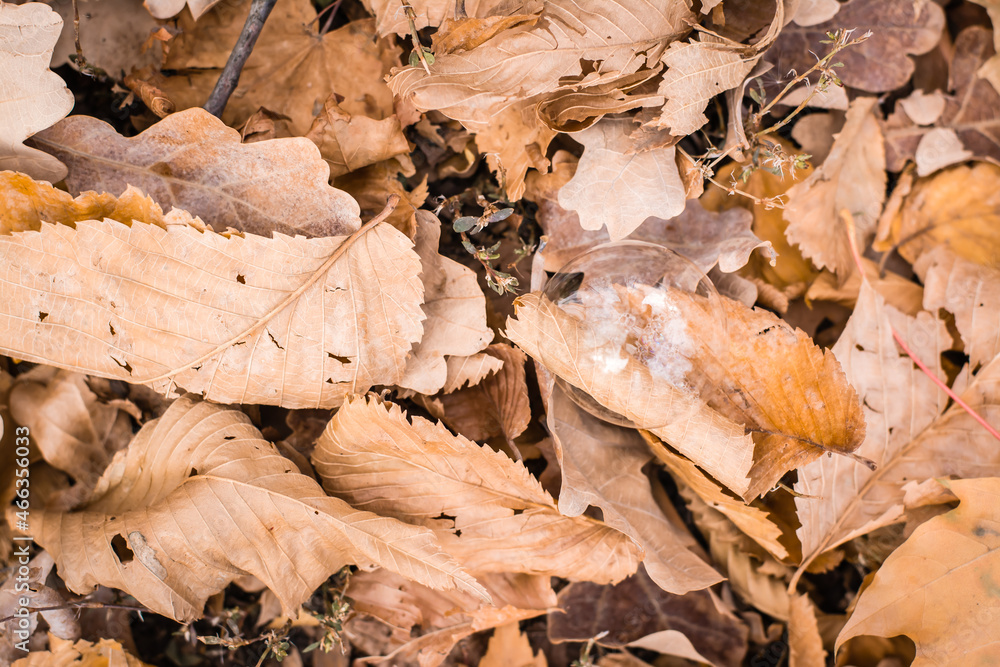 Soap bubble on withered brown autumn leaves in the forest on the ground. The concept of fragility and instability. Top view