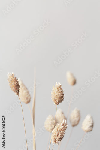 Dried Phalaris flowers close-up against gray wall. Minimal floral background in neutral colors. Copy space.