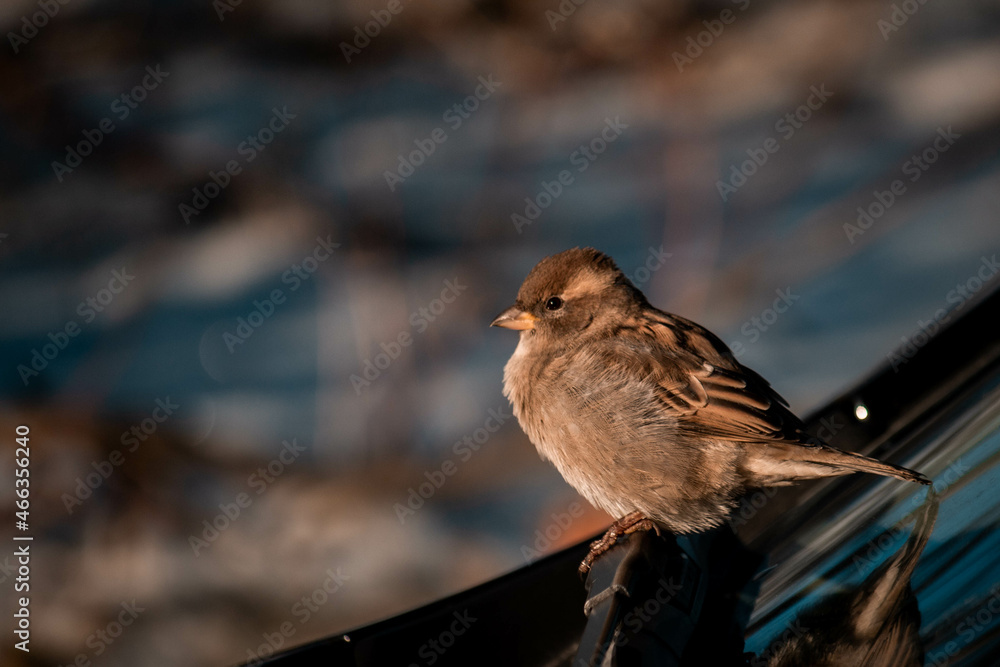 little sparrow sits on the car and warms up little sparrow sits on the car and warms up