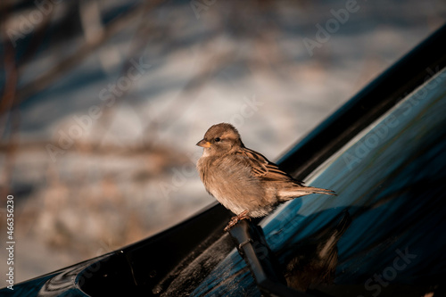 little sparrow sits on the car and warms up 