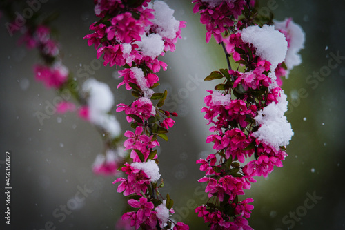 flowers in the garden with snow
