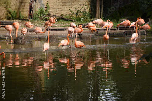 flamingos in a zoo pond in cali colombia south america. Exotic bird.