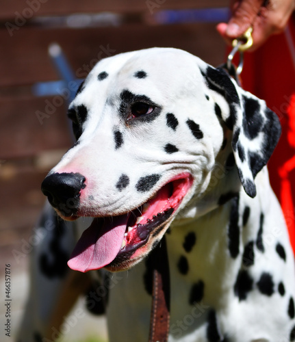 Dalmatian, or Dalmatian dog on a walk © 0608195706081957