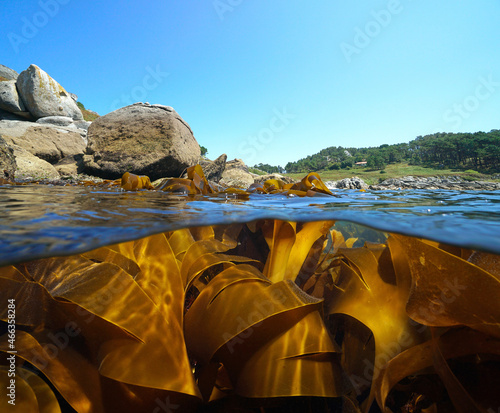 Coastline and kelp algae seaweeds in the ocean, split view over and under water surface, Eastern Atlantic, Spain, Galicia, Pontevedra province photo