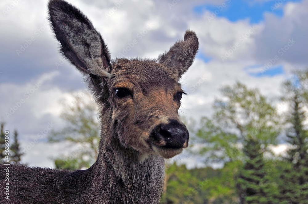closeup of young deer
