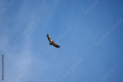 common griffon in the pyrenees, far distance