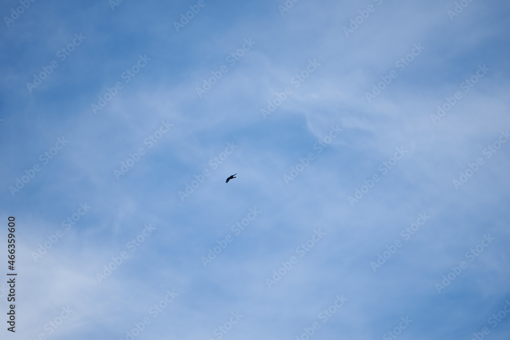 common griffon in the pyrenees, far distance common griffon in the pyrenees, far distance