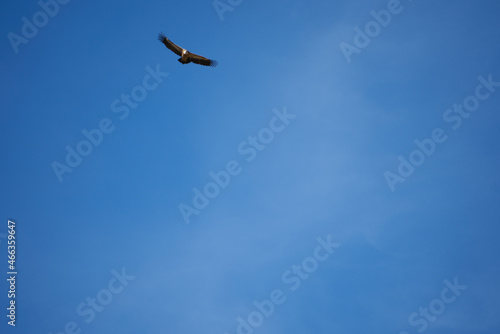 common griffon in the pyrenees, far distance