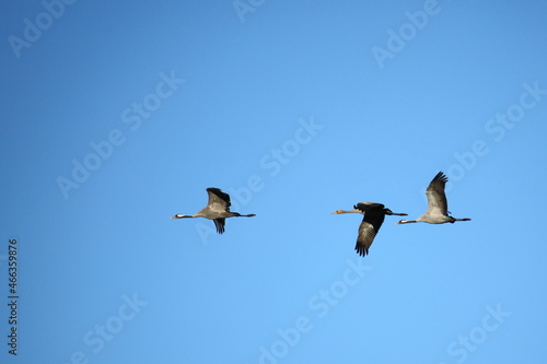 flying cranes against blue sky